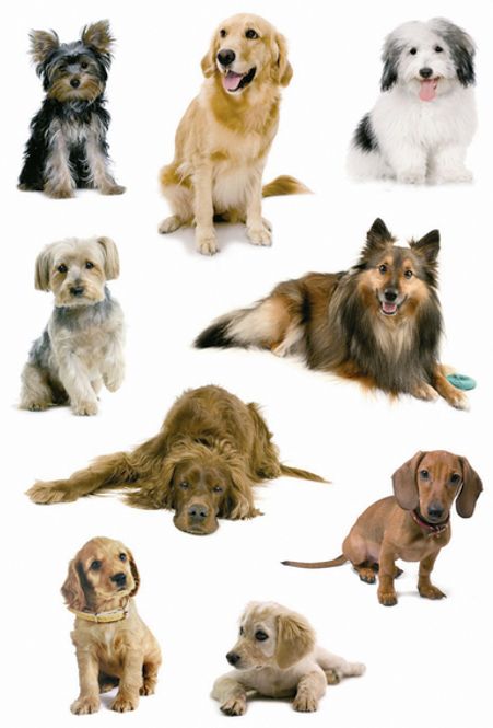 Hovedbilde DECOR Stickers Hundefoto, papir, 3 ark (10 pakk)