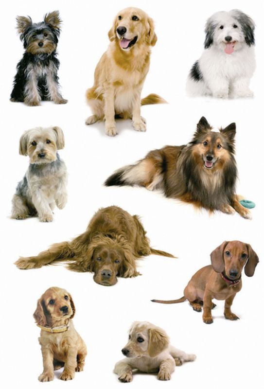 DECOR Stickers Hundefoto, papir, 3 ark (10 pakk)